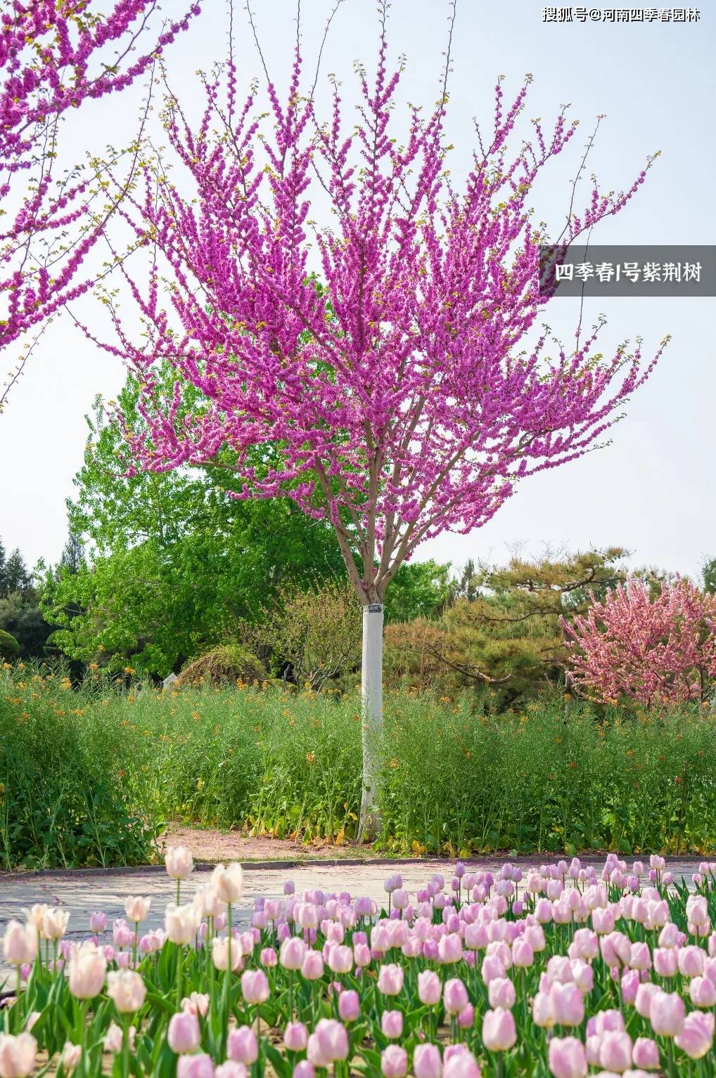 北京世界花卉大观园的唯美紫霞春色