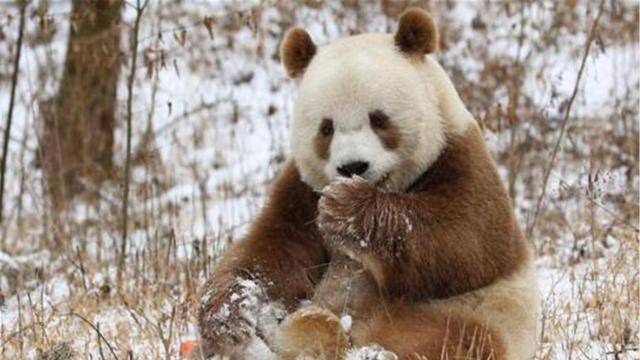 在我国秦岭发现新"神兽",全球仅此一只,获无数国外网友羡慕_大熊猫