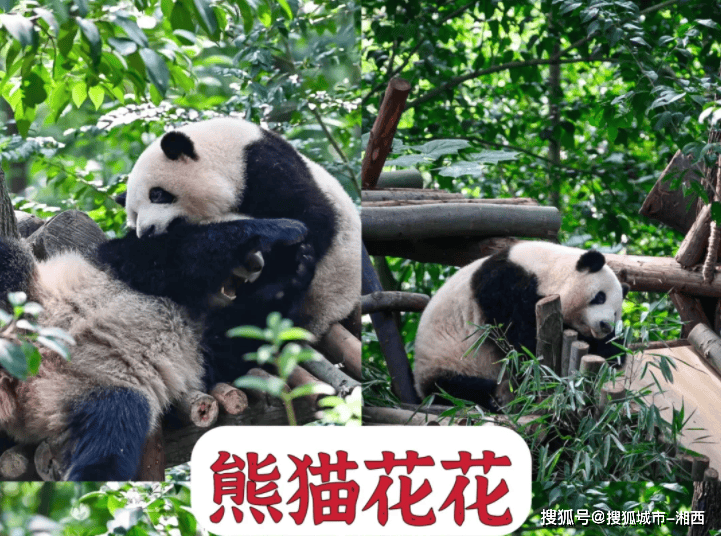 day5:成都>熊猫基地>君平故里>都江堰>成都>返程721_536