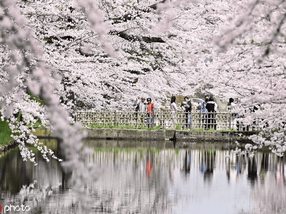 日本青森县弘前公园樱花盛开 粉色花海格外浪漫-搜狐大视野-搜狐新闻