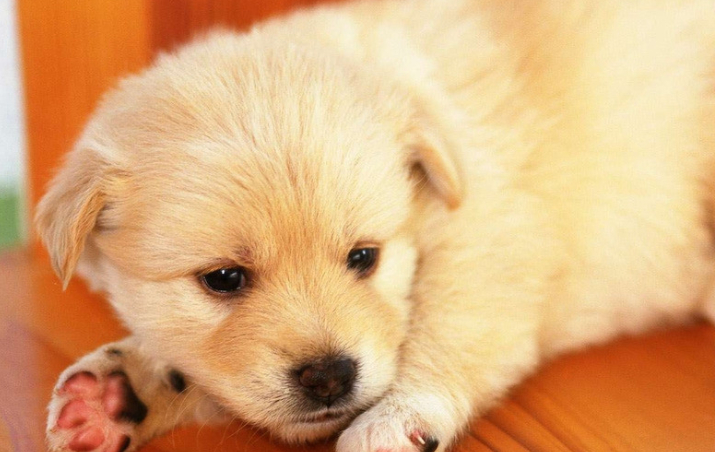 宠物小知识:狗狗的饲养应该注意什么,在养狗狗的快进来看看吧_小狗