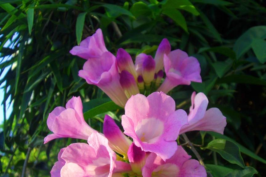 这种藤本植物,一树多色花,一年开花三季,漂亮又好养,值得拥有