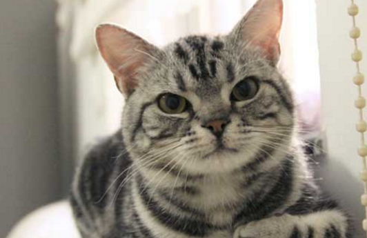 美国短毛猫英短蓝猫如今很常见,很多养猫猫的人家都喜欢养英短,因为