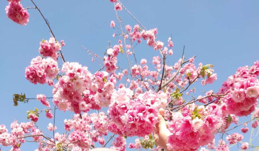 英国"黑化"的牵牛,是世上最黑的花吗?