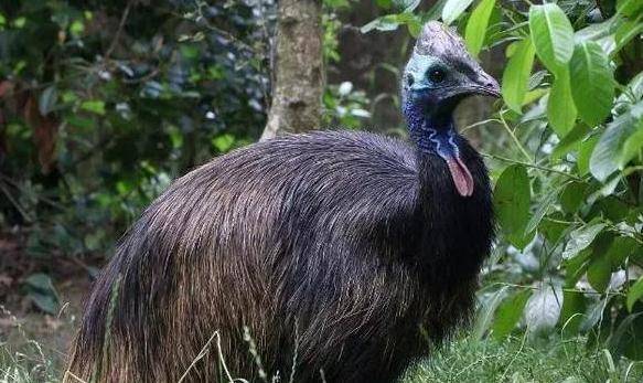 体型也十分庞大,最明显的特征是它们都有蓝色的脖子和红色的喉部垂肉