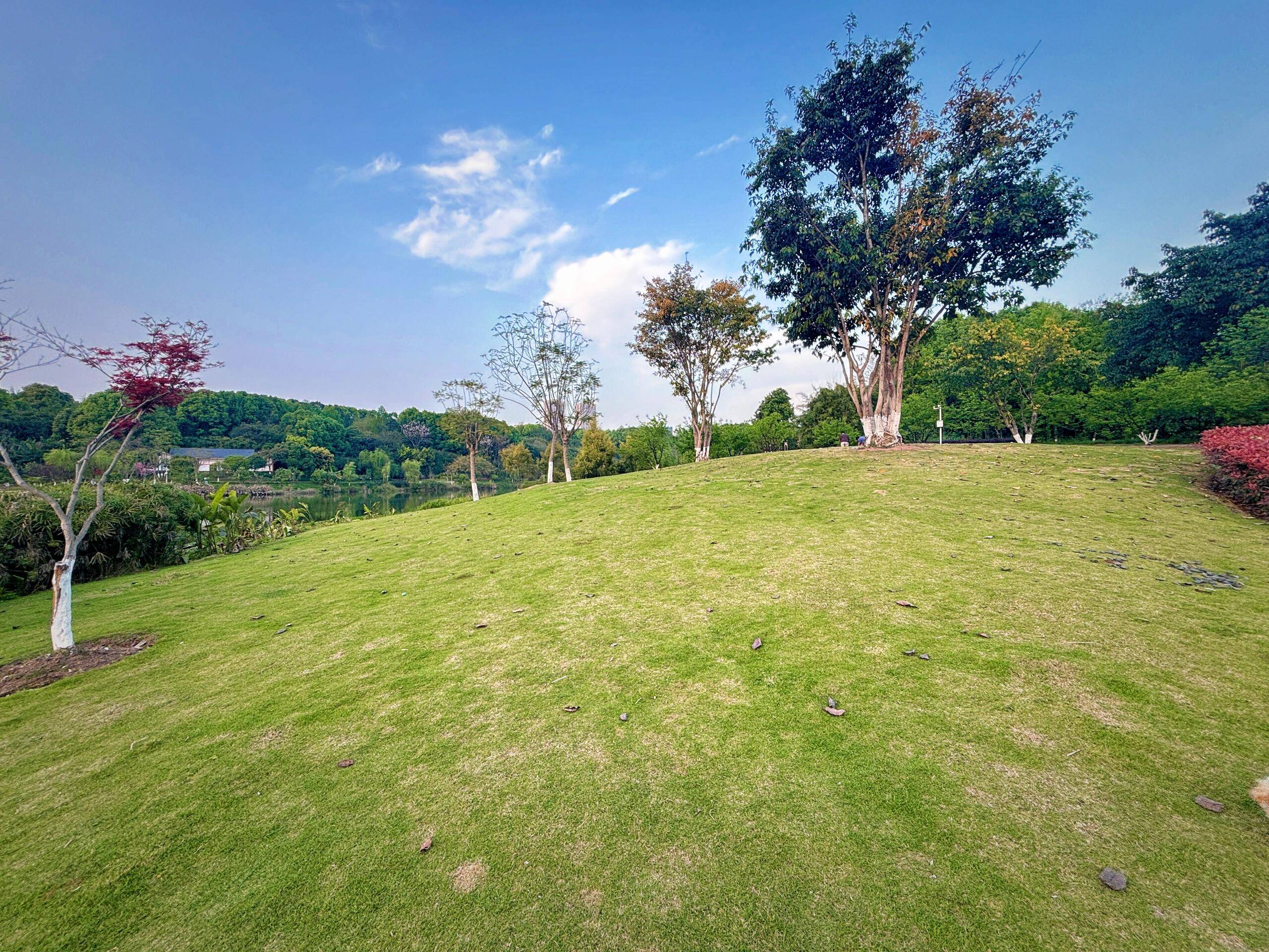 重庆遛狗|享受一次夕阳加持的松弛感_公园_草坪_停车场