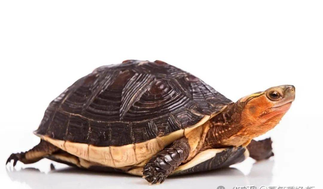 养龟:究竟是穷三代还是富三代?真相来了