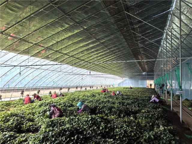 今年共培育西红柿,辣椒,茄子等菜苗10余万株,均采用穴盘育苗技术培育