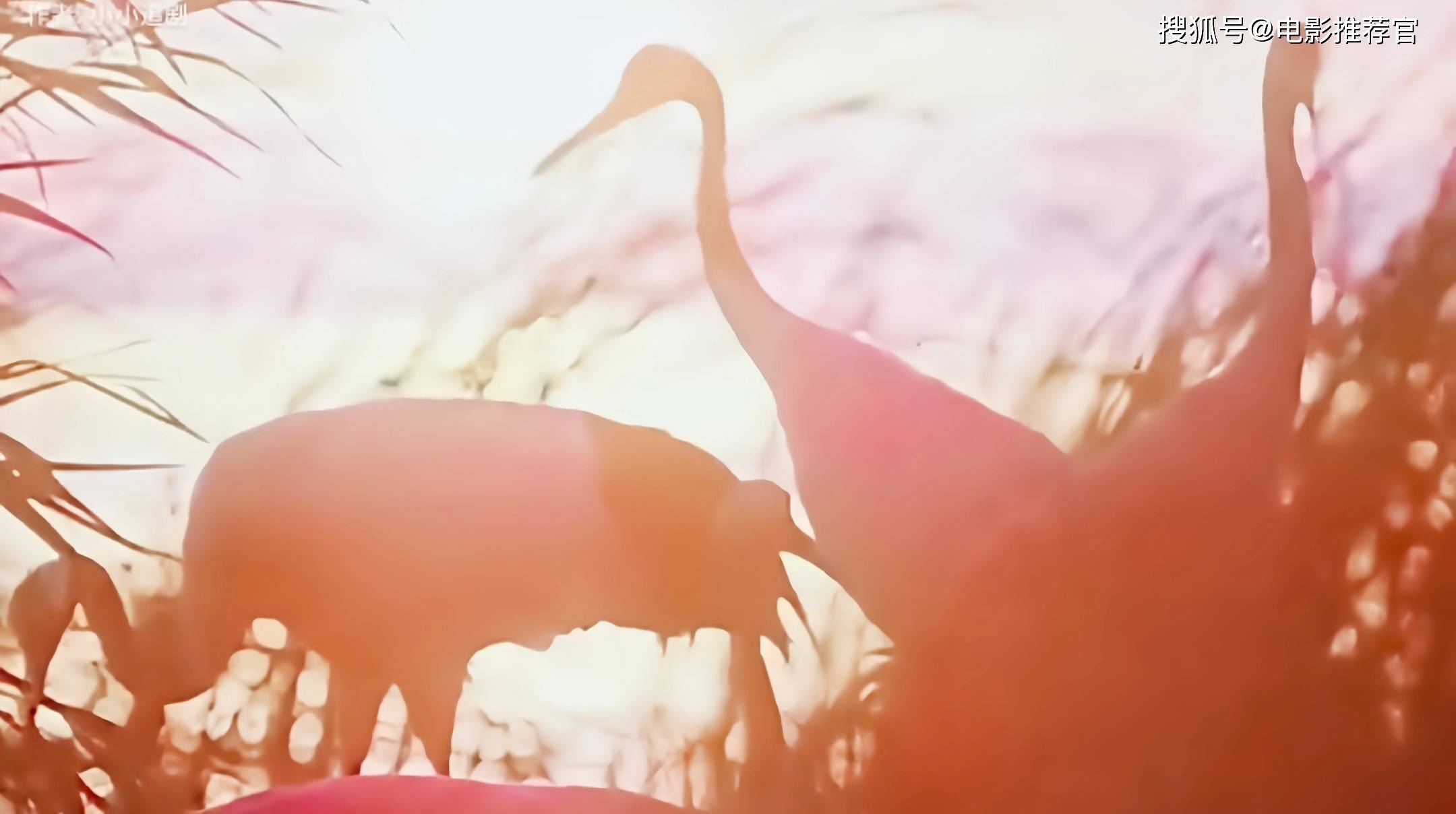 国产伦理剧《白鹭谣》:客家女子的坚韧与智慧之歌_生活_电视剧_文化