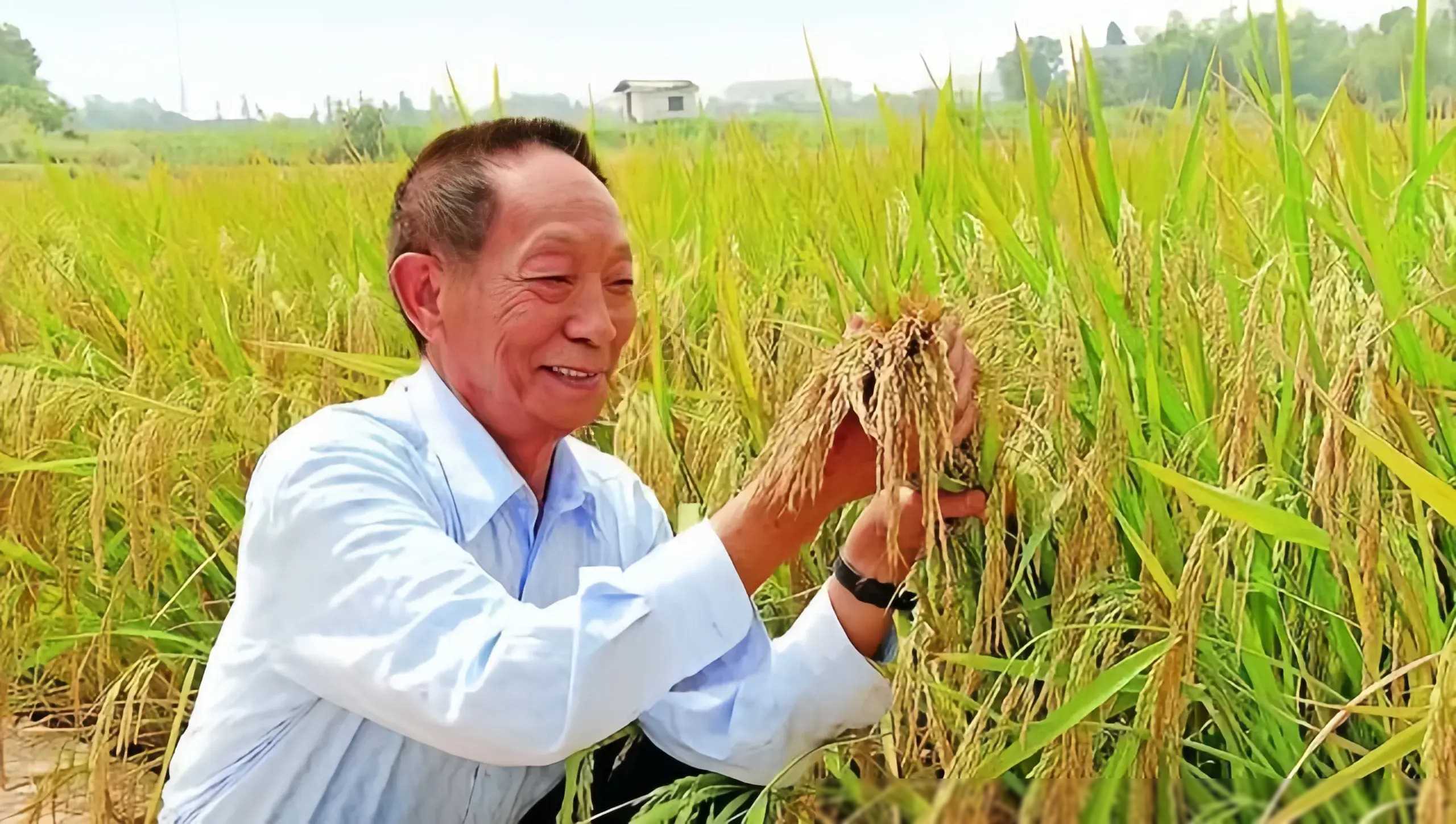 在这个喧嚣的时代,袁隆平先生的精神仍然闪耀着光芒,激励着我们向前.