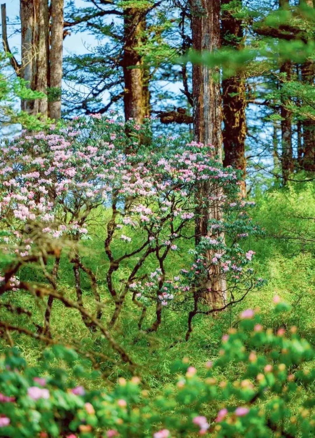 万亩杜鹃花开!瓦屋山新晋"顶流",已上线!