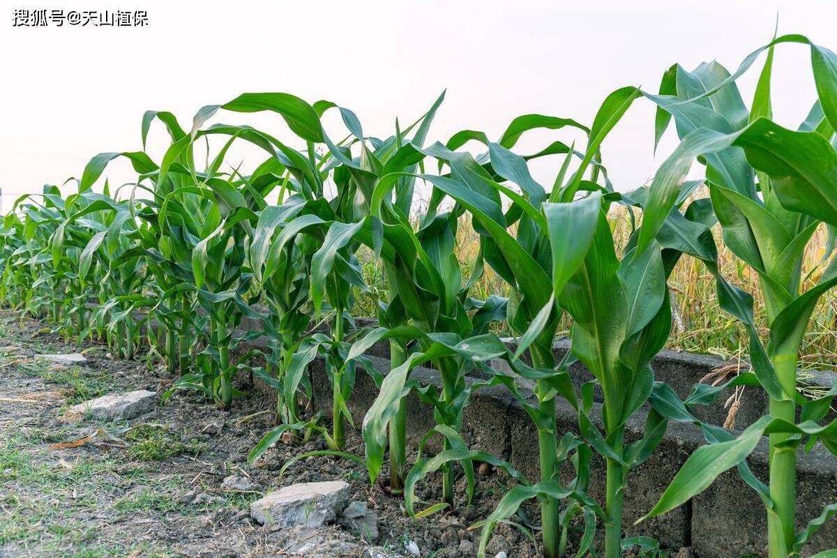 种玉米需要泡种子吗
