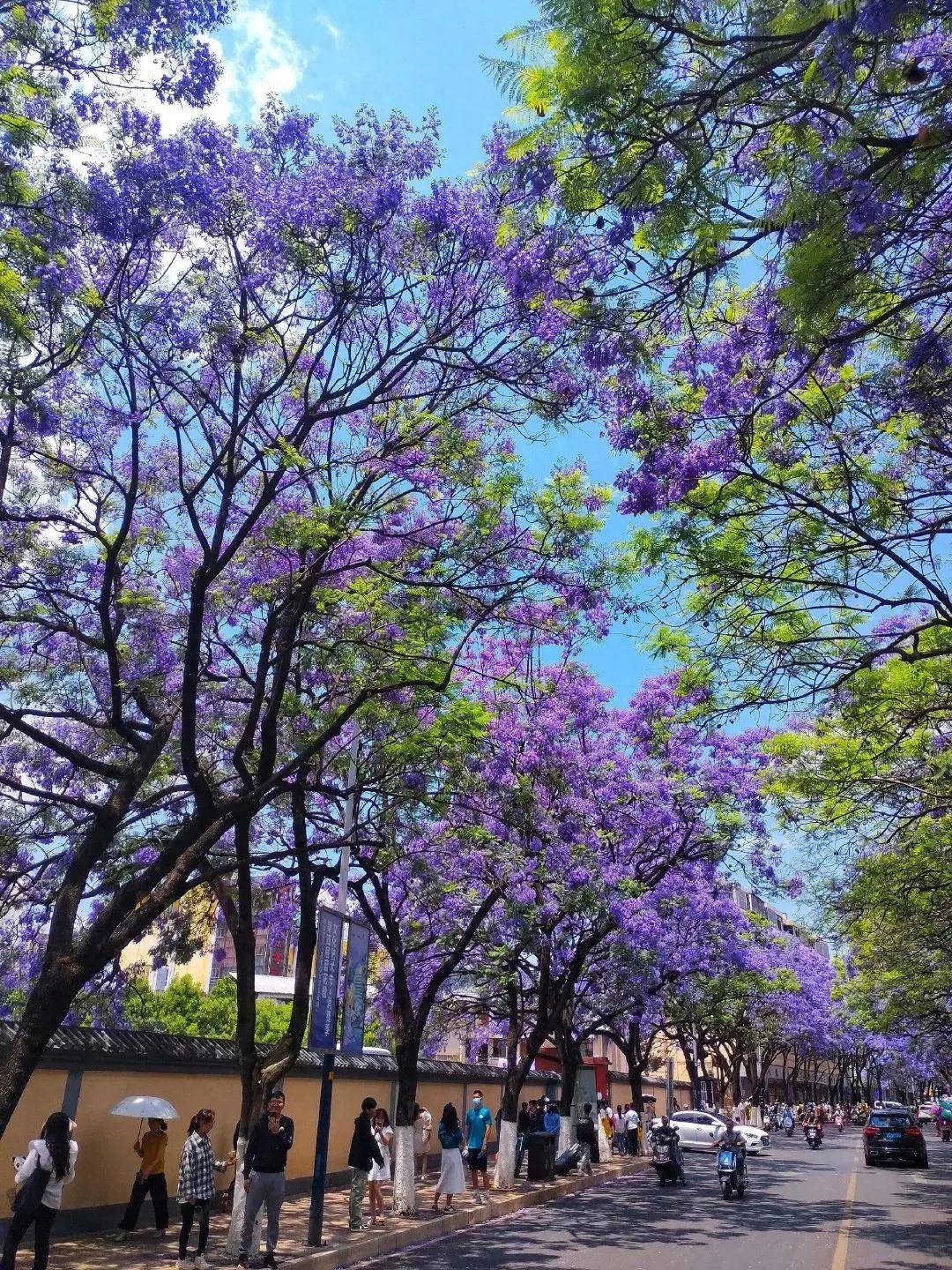 云南昆明满城蓝花楹成热门景点 放眼一树繁花似锦点亮浪漫街景