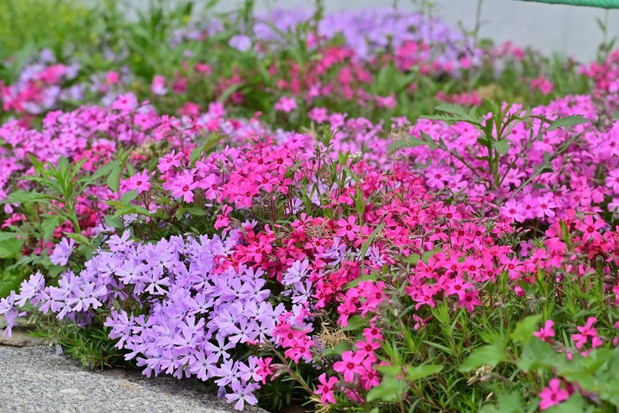 沈阳北陵公园花海图片