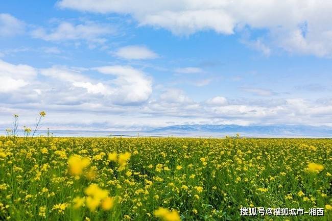 壁纸 草原 成片种植 风景 植物 种植基地 桌面 650_433