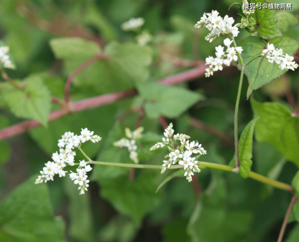 30年前用来喂猪,如今已成保护植物,俗称金荞麦,遇到农民朋友切勿乱挖!