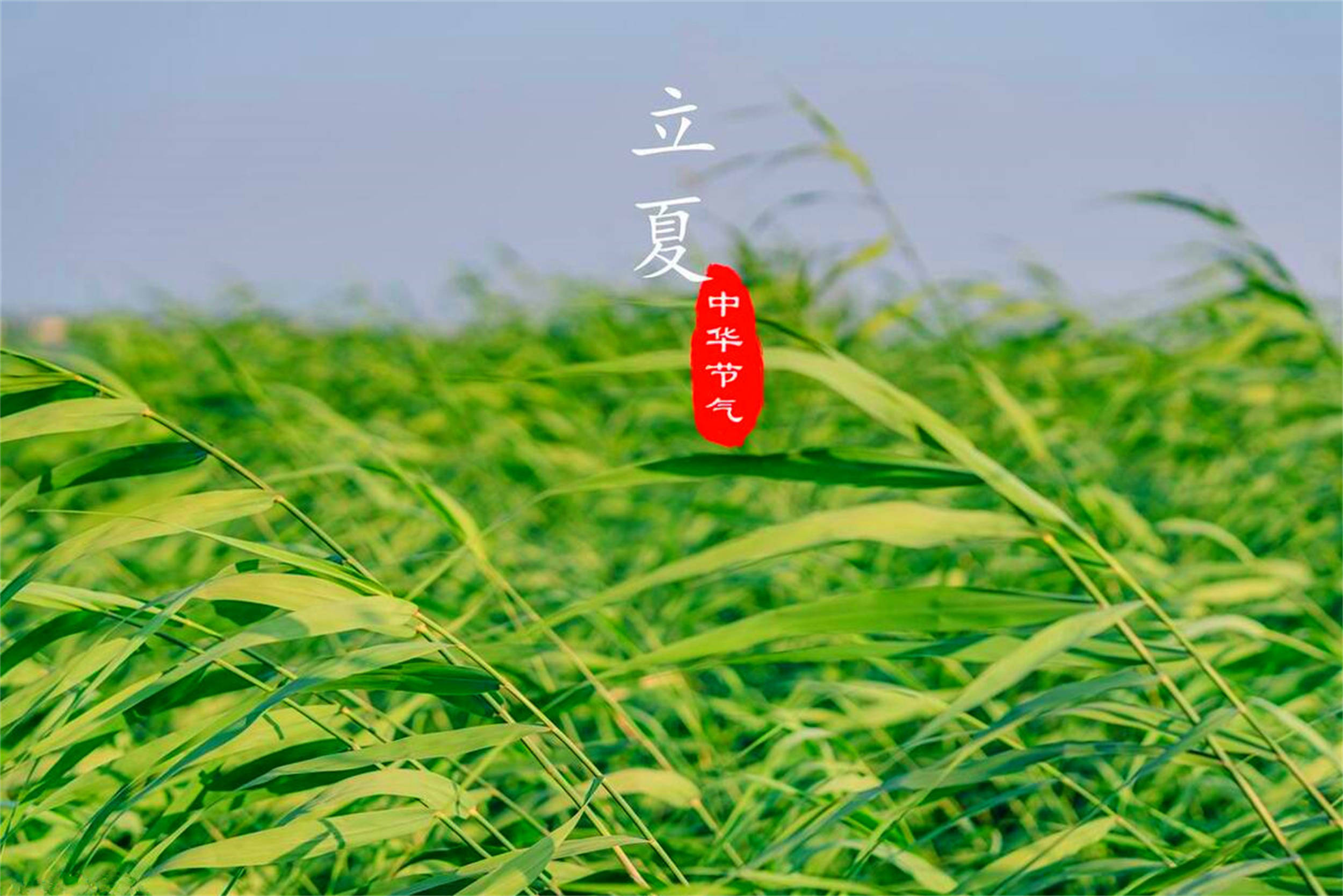 立夏时节的习俗中有一种叫"尝三新",指的是此时气候温暖,新鲜的水果