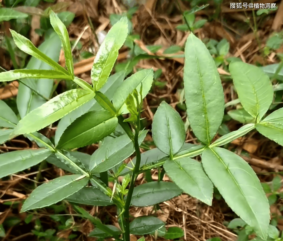 竹叶椒也叫山椒,狗花椒,花胡椒,野花椒,臭花椒,为芸香科,花椒属灌木