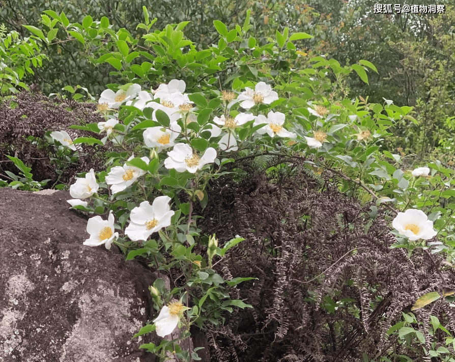 这花洁白如雪,俗称金樱子花,可炒鸡蛋可煎饼,美味非常!