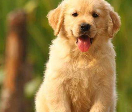 金毛闻到了食物的香味,开始眼巴巴望着主人,口水流下"