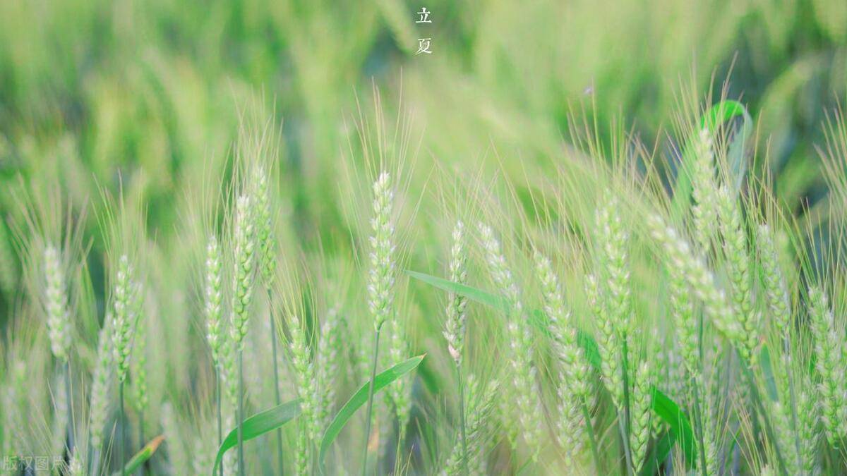 中国传统文化|立夏的民间习俗,养生知多少?立夏的由来