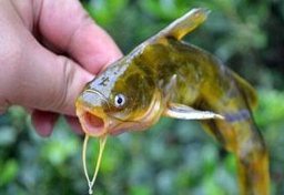 营养价值最高的四种鱼,尤其是第三种,可以延长寿命!