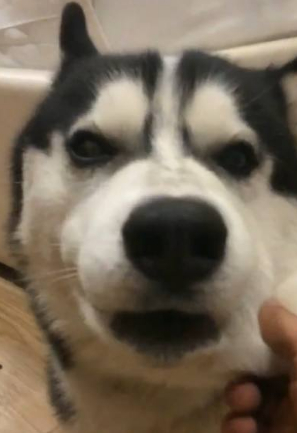 结果这只二哈还来劲了,哭的更厉害了,一抽一抽的,还小声的呜呜,主人