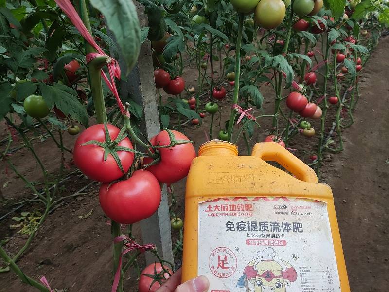 膨果用什么冲施肥最好?