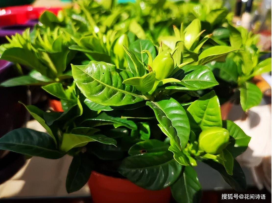 最爱喝啤酒的3种花,1月喝上一两次,叶子油亮,花朵大又多!