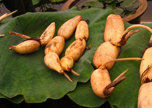 女性_食欲_莲藕