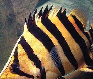 见过这几种虎鱼吗?虽然没有泰国虎有名气,但却极具特色