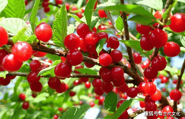 当樱桃成熟时,果实呈现出诱人的红色,晶莹剔透,令人垂涎欲滴.