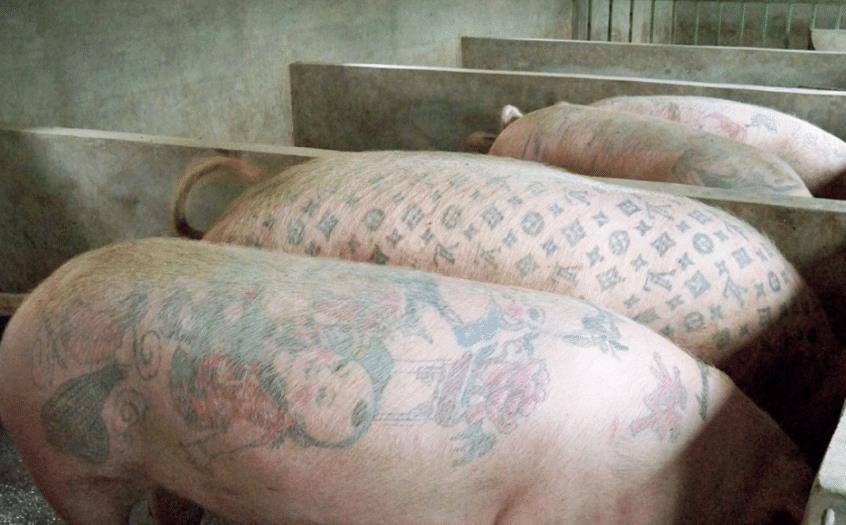 比利时男子给活猪纹身,猪皮被香奈儿做成限量版包,轻松赚得50万