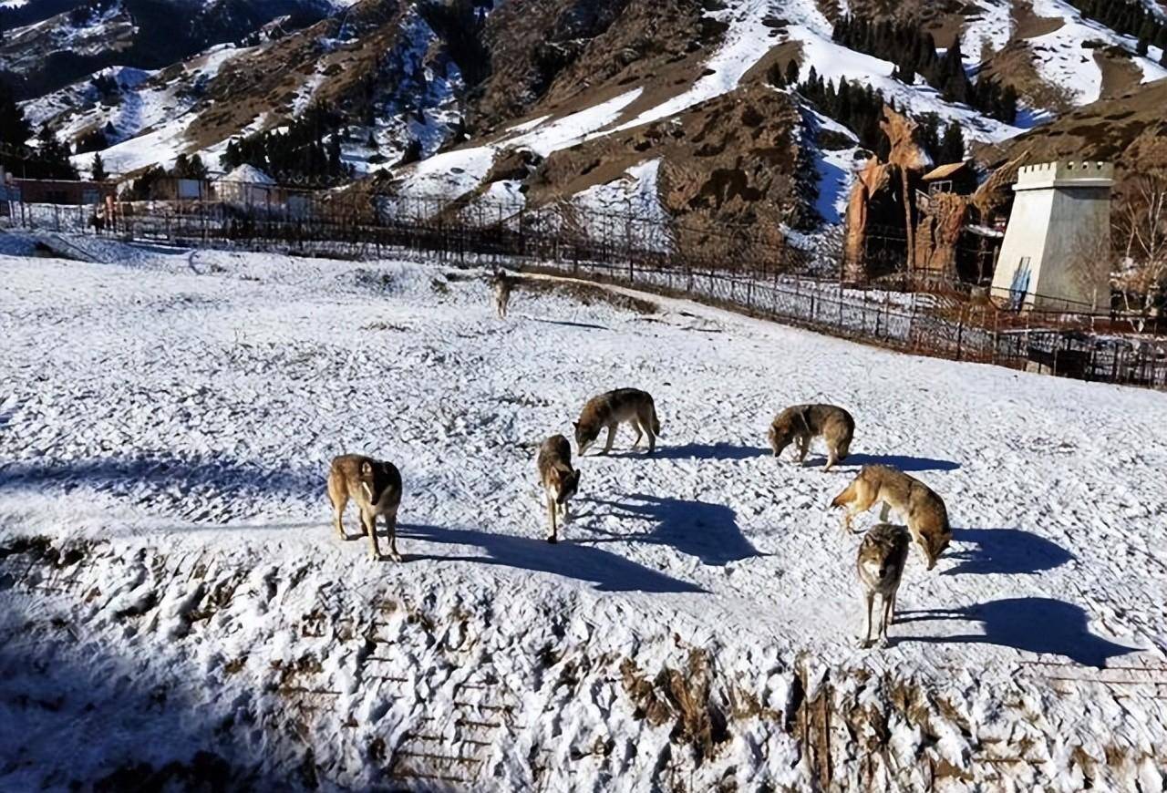 小狼慢慢长大,杨洁就把这2只小狼崽,放到小狼圈里,让它与圈养的小狼