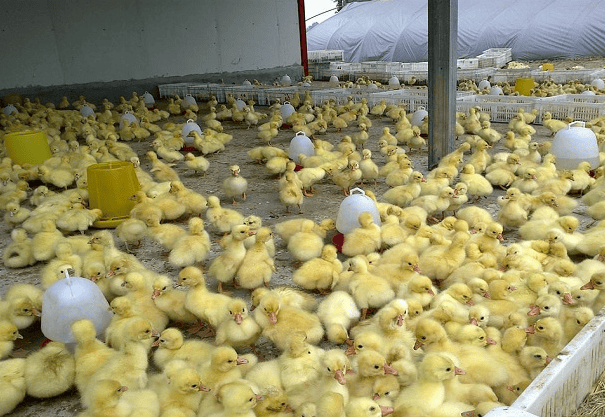 鹅流感的症状及防治,养殖户快来学