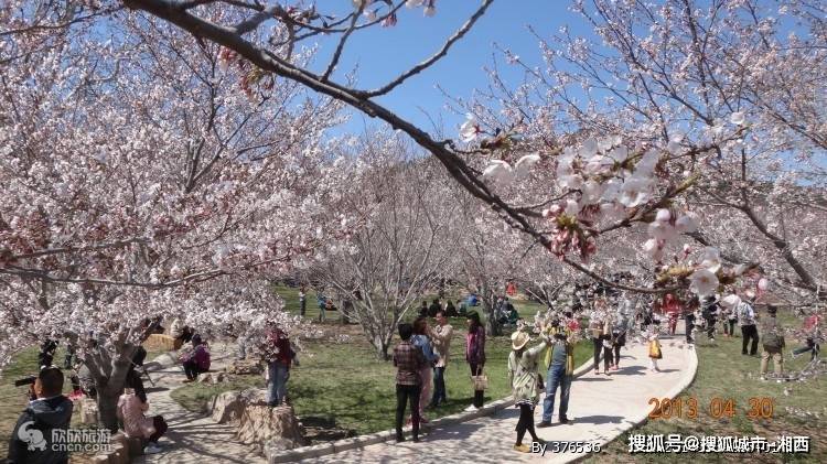 大连金牌导游推荐,大连旅游踏青景点推荐_樱花_公园