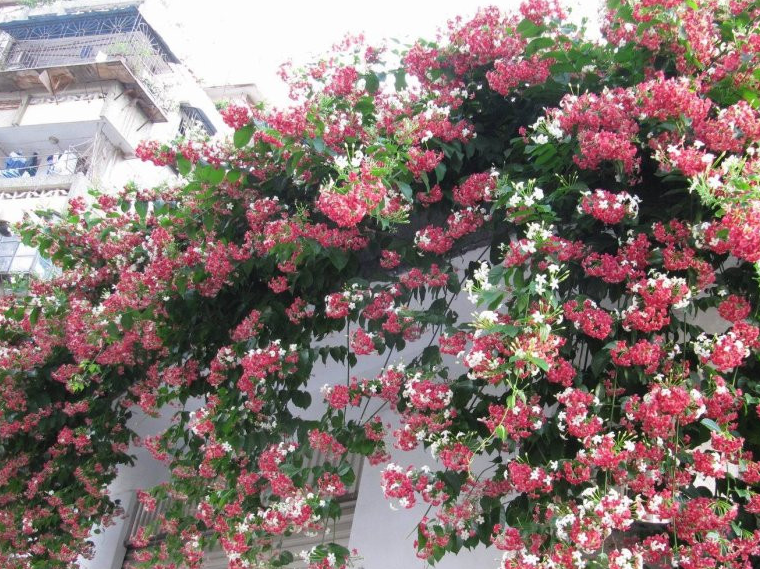 新型盆栽爬墙植物,一树多色花,花香浓郁,养护容易,值得拥有_使君子_藤