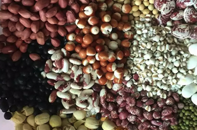 向我放了:红豆,花生米,黑豆,白莲,粘玉米,绿豆,白芸豆,荷包豆,养心豆