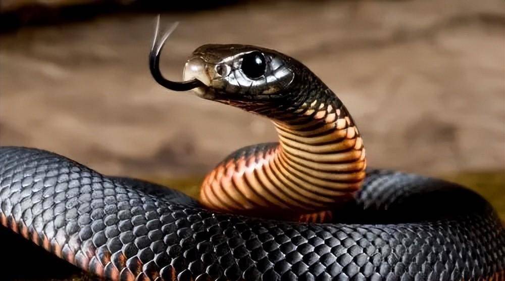 "以毒制毒"成产业,后来怎样了_刘松_眼镜蛇_蛇毒