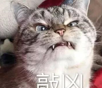 猫咪到底有多记仇呢?