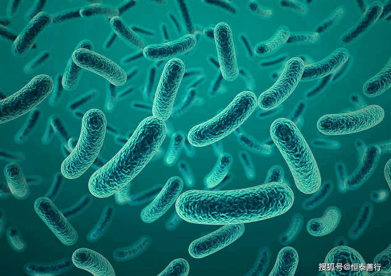 认识益生菌—植物乳杆菌_肠道_乳酸菌_症状