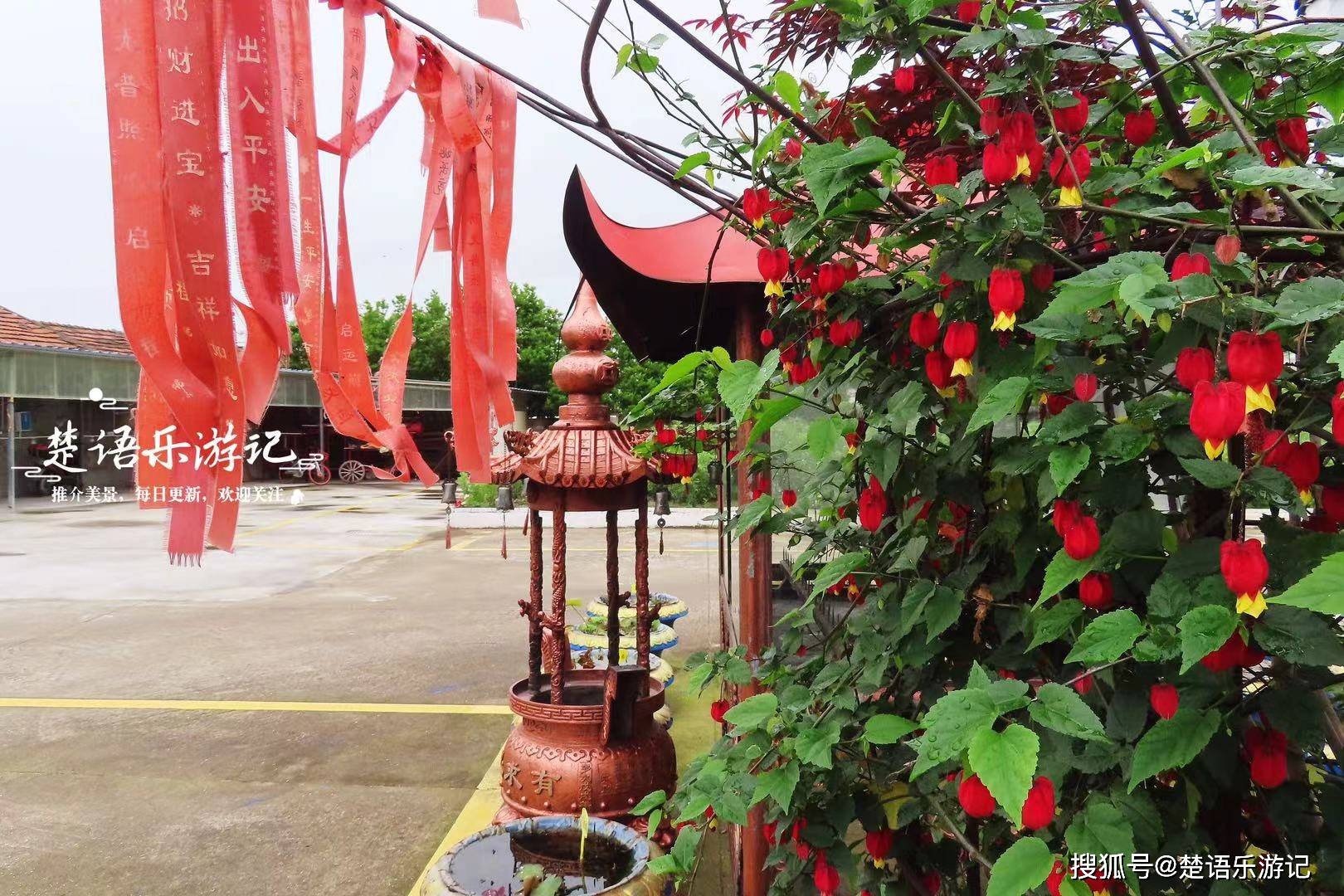 少有人来却美如花园,蔷薇花海拍照很出片_白云_禅寺_神殿