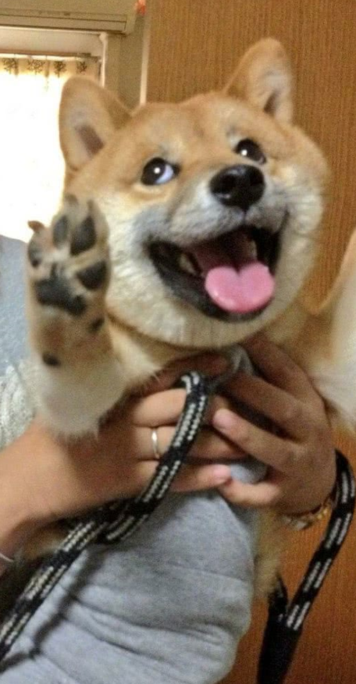 微笑柴犬成团宠,每天卖萌搞怪哄主人开心,墙都不扶就服小柴