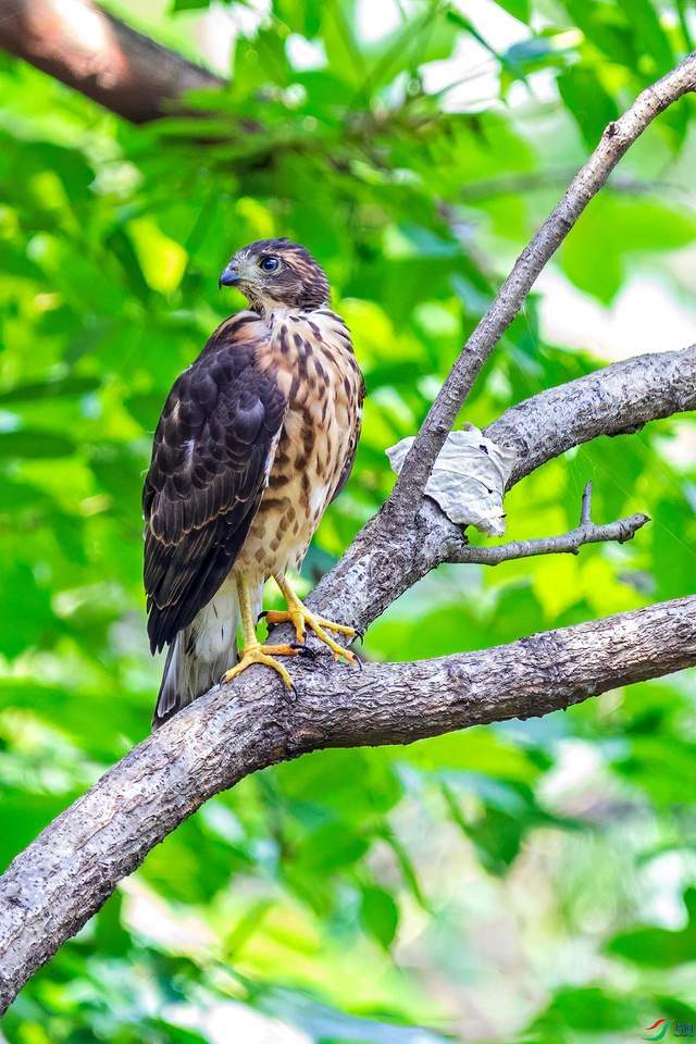 小身躯,大智慧!小型猛禽哪家强,松雀鹰是当家将