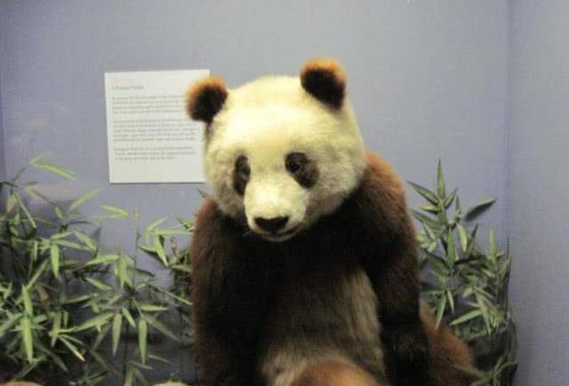 头号跨国盗窃案,美国人偷走两只大熊猫,却因不会饲养相继殒命