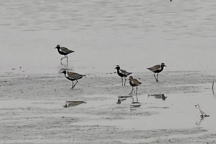 这是今年第一次拍到池鹭,嘴里还刁着一条小鱼.