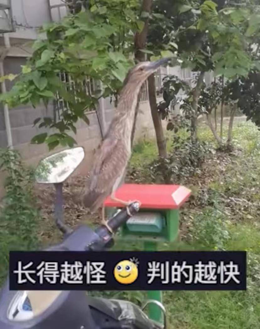 男子发现有只鸟站自己车上,一动不动宛如枯树枝,一查身份不得了