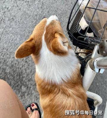 "我养的狗被老公虐杀致死,怒砍20分钟不罢休,事后淡定入睡"