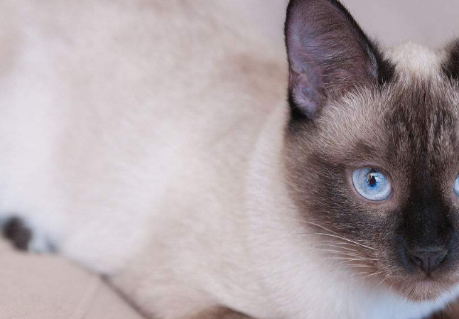 拥有猫的外形狗的内心,还会变色,这样的暹罗猫你了解吗_猫咪_朋友_主