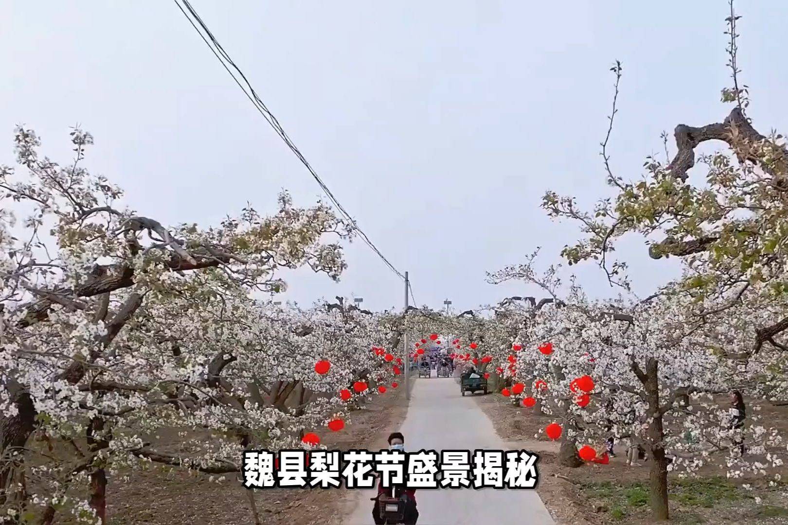 魏县梨花节地址图片